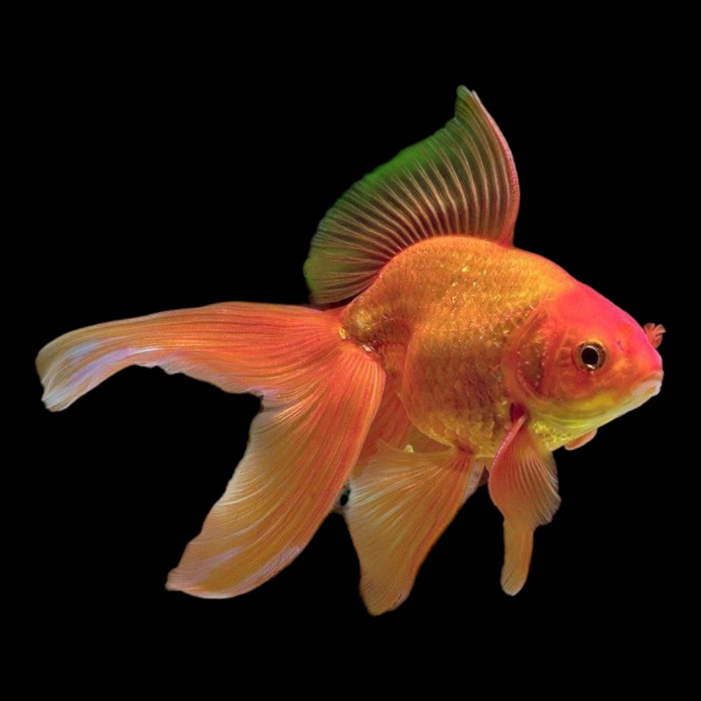 Red hot sale fantail goldfish